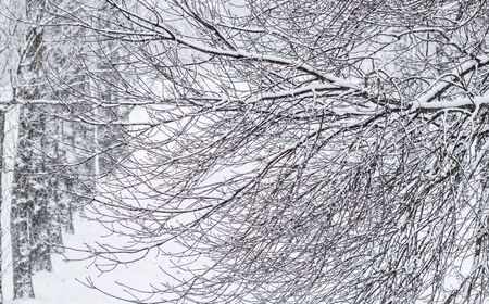 Snowing landscape, winter holiday concept - Fairytale fluffy snow-covered trees branches, nature scenery with white snow and cold weather. Snowfall in winter park. Soft focusの写真素材