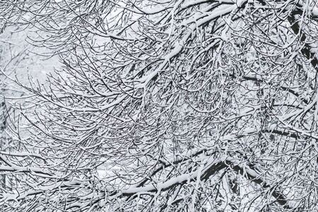 Snowing landscape, winter holiday concept - Fairytale fluffy snow-covered trees branches, nature scenery with white snow and cold weather. Snowfall in winter park. Soft focusの写真素材