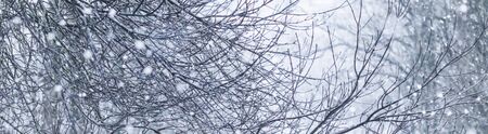 Snowing landscape, winter holiday concept - Fairytale fluffy snow-covered trees branches, nature scenery with white snow and cold weather. Snowfall in winter park. Soft focusの写真素材
