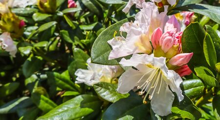 Opening of beautiful flower of Rhododendron 'Cunningham's White' in spring gardenの写真素材