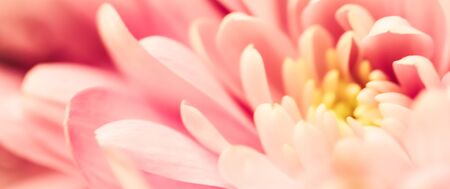 Retro art, vintage card and botanical concept - Abstract floral background, pink chrysanthemum flower. Macro flowers backdrop for holiday brand designの写真素材