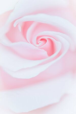 Botanical concept, wedding invitation card - Soft focus, abstract floral background, pink rose flower. Macro flowers backdrop for holiday brand designの写真素材