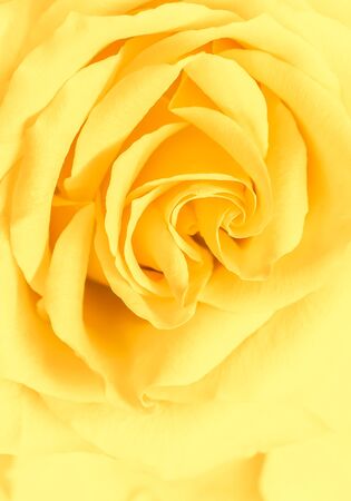 Botanical concept, wedding invitation card - Soft focus, abstract floral background, yellow rose flower. Macro flowers backdrop for holiday brand designの写真素材