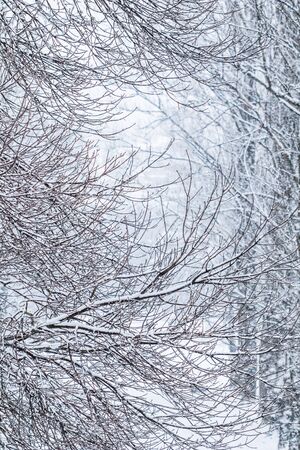 Snowing landscape, winter holiday concept - Fairytale fluffy snow-covered trees branches, nature scenery with white snow and cold weather. Snowfall in winter park. Soft focusの写真素材