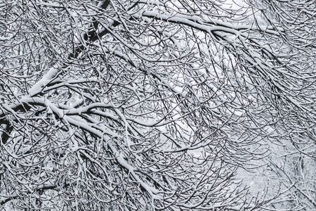 Snowing landscape, winter holiday concept - Fairytale fluffy snow-covered trees branches, nature scenery with white snow and cold weather. Snowfall in winter park. Soft focusの写真素材