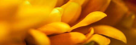 Retro art, vintage card and botanical concept - Abstract floral background, yellow chrysanthemum flower. Macro flowers backdrop for holiday brand designの写真素材