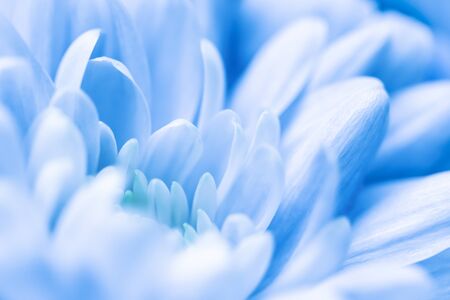 Retro art, vintage card and botanical concept - Abstract floral background, blue chrysanthemum flower. Macro flowers backdrop for holiday brand designの写真素材