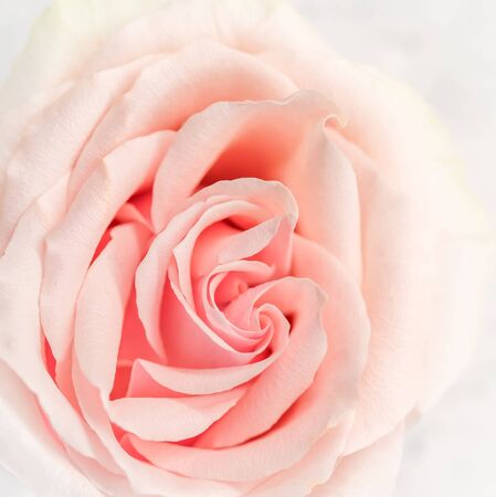Botanical concept, wedding invitation card - Soft focus, abstract floral background, pink rose flower. Macro flowers backdrop for holiday brand designの写真素材