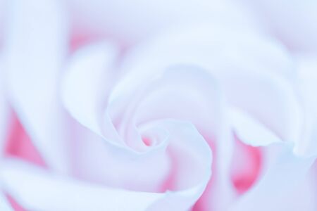 Botanical concept, wedding invitation card - Soft focus, abstract floral background, purple rose flower. Macro flowers backdrop for holiday brand designの写真素材