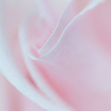 Botanical concept, wedding invitation card - Soft focus, abstract floral background, pink rose flower. Macro flowers backdrop for holiday brand designの写真素材