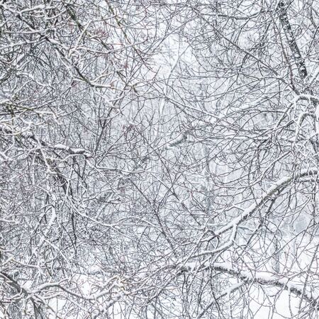 Snowing landscape, winter holiday concept - Fairytale fluffy snow-covered trees branches, nature scenery with white snow and cold weather. Snowfall in winter park. Soft focusの写真素材