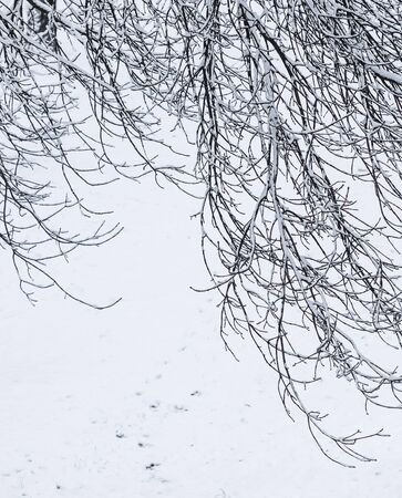 Snowing landscape, winter holiday concept - Fairytale fluffy snow-covered trees branches, nature scenery with white snow and cold weather. Snowfall in winter park. Soft focusの写真素材