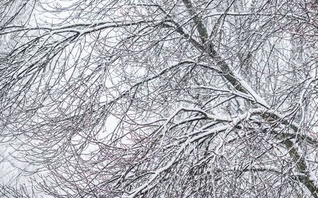 Snowing landscape, winter holiday concept - Fairytale fluffy snow-covered trees branches, nature scenery with white snow and cold weather. Snowfall in winter park. Soft focusの写真素材