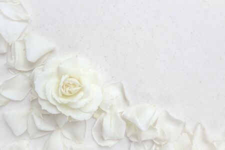 Beautiful white rose and petals on white background. Ideal for greeting cards for wedding, birthday, Valentine's Day, Mother's Dayの写真素材