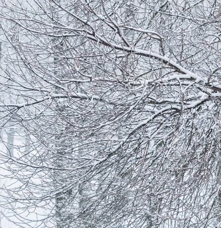 Snowing landscape, winter holiday concept - Fairytale fluffy snow-covered trees branches, nature scenery with white snow and cold weather. Snowfall in winter park. Soft focusの写真素材