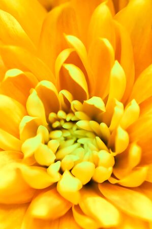 Retro art, vintage card and botanical concept - Abstract floral background, yellow chrysanthemum flower. Macro flowers backdrop for holiday brand designの写真素材