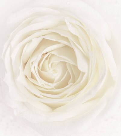 Botanical concept, wedding invitation card - Soft focus, abstract floral background, white rose flower. Macro flowers backdrop for holiday brand designの写真素材