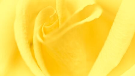 Botanical concept, wedding invitation card - Soft focus, abstract floral background, yellow rose flower. Macro flowers backdrop for holiday brand designの写真素材