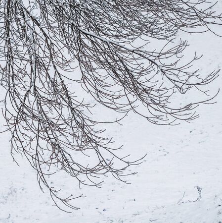 Snowing landscape, winter holiday concept - Fairytale fluffy snow-covered trees branches, nature scenery with white snow and cold weather. Snowfall in winter park. Soft focusの写真素材
