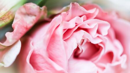 Botanical concept, wedding invitation card - Soft focus, abstract floral background, pink rose flower. Macro flowers backdrop for holiday brand designの写真素材