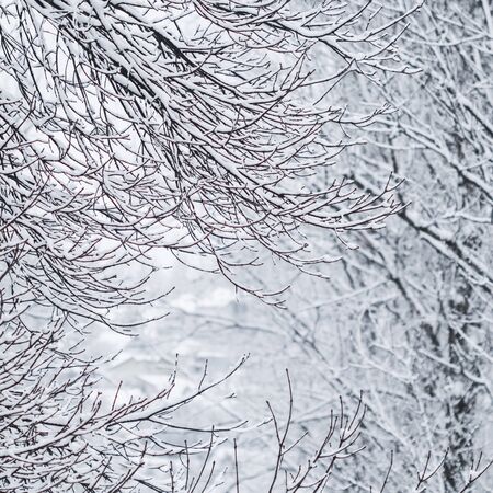 Snowing landscape, winter holiday concept - Fairytale fluffy snow-covered trees branches, nature scenery with white snow and cold weather. Snowfall in winter park. Soft focusの写真素材