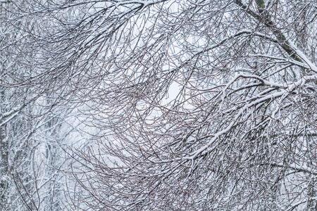 Snowing landscape, winter holiday concept - Fairytale fluffy snow-covered trees branches, nature scenery with white snow and cold weather. Snowfall in winter park. Soft focusの写真素材