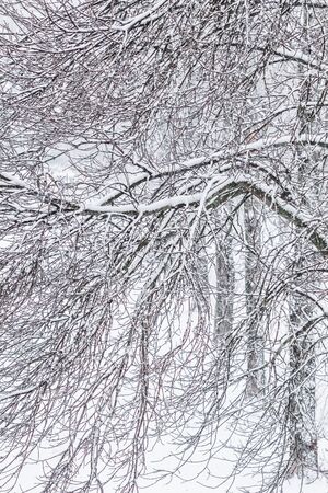 Snowing landscape, winter holiday concept - Fairytale fluffy snow-covered trees branches, nature scenery with white snow and cold weather. Snowfall in winter park. Soft focusの写真素材