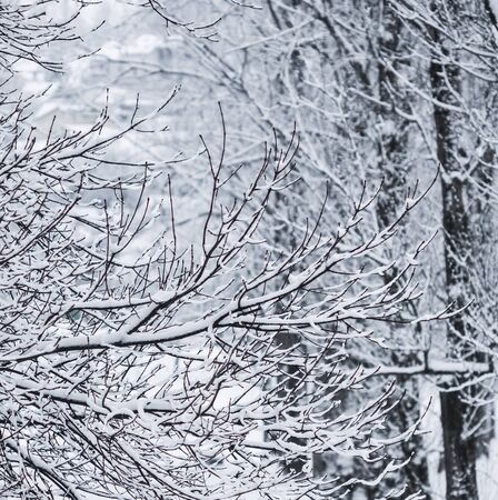 Snowing landscape, winter holiday concept - Fairytale fluffy snow-covered trees branches, nature scenery with white snow and cold weather. Snowfall in winter park. Soft focusの写真素材