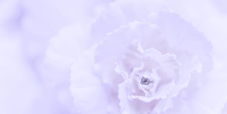 Retro art, vintage card and botanical concept - Abstract floral background, pale violet carnation flower. Macro flowers backdrop for holiday brand designの写真素材