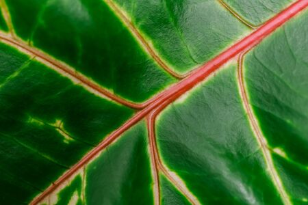 Abstract green background, closeup Ð¡roton plant leaf. Natural background for brand design.の写真素材