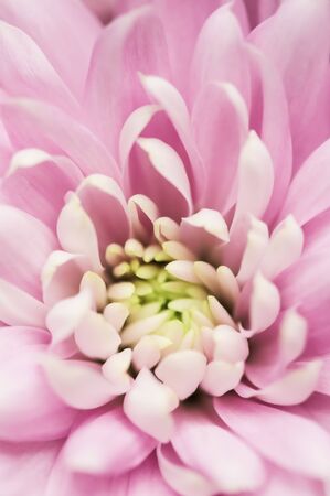 Retro art, vintage card and botanical concept - Abstract floral background, pink chrysanthemum flower. Macro flowers backdrop for holiday brand designの写真素材