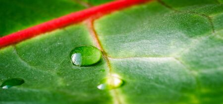 Abstract green background. Macro Croton plant leaf with water drops. Natural background for brand designの写真素材