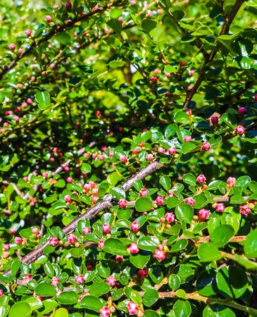 Small pink flower buds of a cotoneaster horizontalis bush in the garden in spring.の写真素材