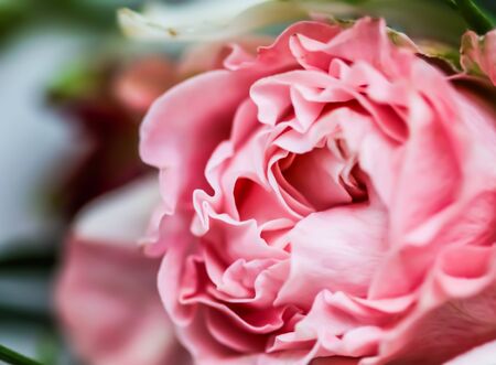 Botanical concept, wedding invitation card - Soft focus, abstract floral background, pink rose flower. Macro flowers backdrop for holiday brand designの写真素材