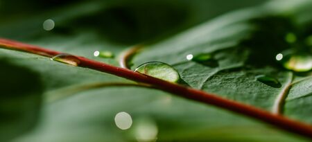 Abstract green background. Macro Croton plant leaf with water drops. Natural background for brand...