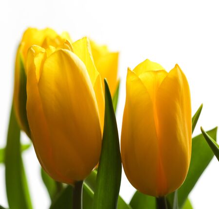Bouquet of yellow tulips lit by sunlight on a white background. Perfect for greeting card background.の写真素材