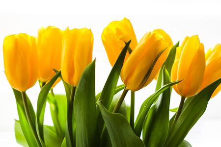 Bouquet of yellow tulips lit by sunlight on a white background. Perfect for greeting card background.の写真素材