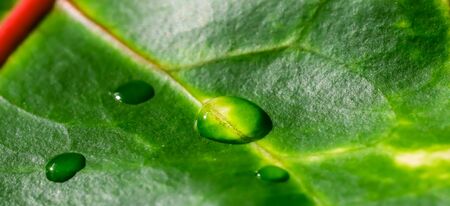 Abstract green background. Macro Croton plant leaf with water drops. Natural backdrop for brand designの写真素材
