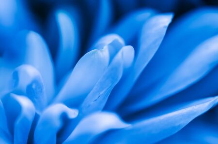 Retro art, vintage card and botanical concept - Abstract floral background, blue chrysanthemum flower. Macro flowers backdrop for holiday brand designの写真素材