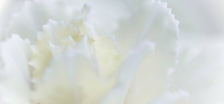 Retro art, vintage card and botanical concept - Abstract floral background, white carnation flower. Macro flowers backdrop for holiday brand designの写真素材