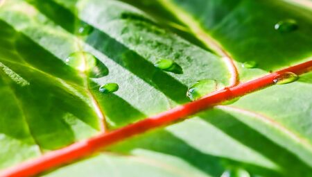 Abstract green background. Macro Croton plant leaf with water drops. Natural backdrop for brand designの写真素材
