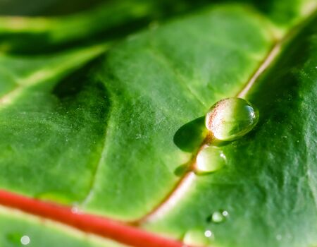 Abstract green background. Macro Croton plant leaf with water drops. Natural backdrop for brand designの写真素材