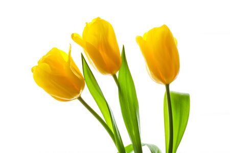 Bouquet of yellow tulips lit by sunlight on a white background. Perfect for greeting card.の写真素材