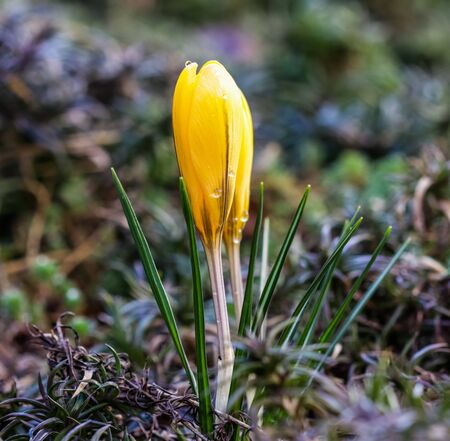 The first yellow crocuses with raindrops in the spring garden. Botanical conceptの写真素材