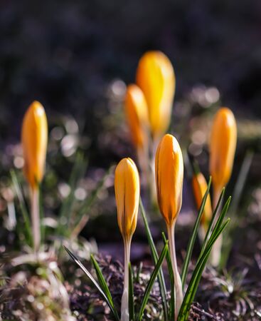 The first yellow crocuses in the spring garden. Botanical conceptの写真素材