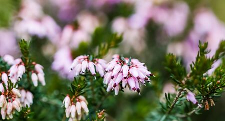 Pink Erica carnea flowers (winter Heath) in the garden in early spring. Floral background, botanical conceptの写真素材