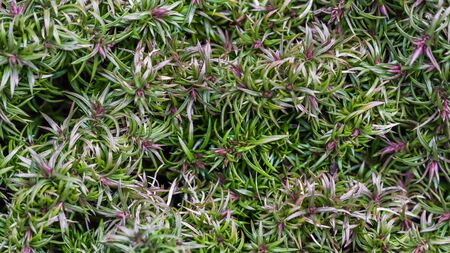 Green background of long spreading stems, foliage and buds of Creeping Phlox flowers in the garden. Nature background, botanical conceptの写真素材