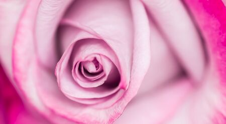 Botanical concept, wedding invitation card - Soft focus, abstract floral background, purple rose flower. Macro flowers backdrop for holiday brand designの写真素材
