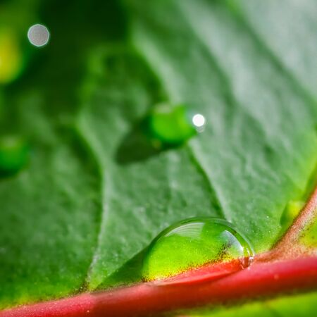 Abstract green background. Macro Croton plant leaf with water drops. Natural backdrop for brand designの写真素材