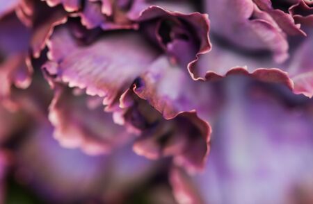Retro art, vintage card and botanical concept - Abstract floral background, purple carnation flower. Macro flowers backdrop for holiday brand designの写真素材